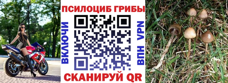 купить наркотик  Гаджиево  Псилоцибиновые грибы Cubensis 